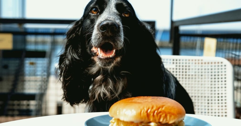 Est-ce que je peux emmener mon chien chez Burger King 