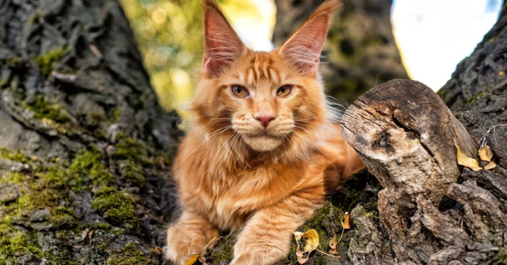 races de chats au pelage roux