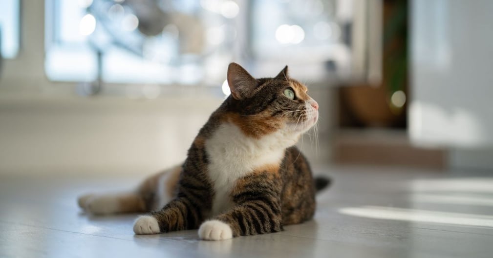 Les chats reconnaissent-ils la voix de leurs maîtres ?