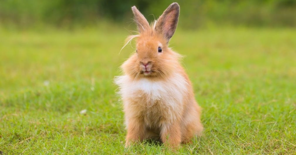 Lapin qui tape du pied