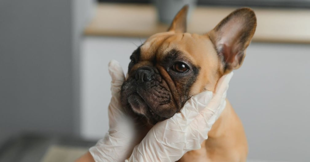 Tuna un Chien Bouledogue heureux après une opération vitale