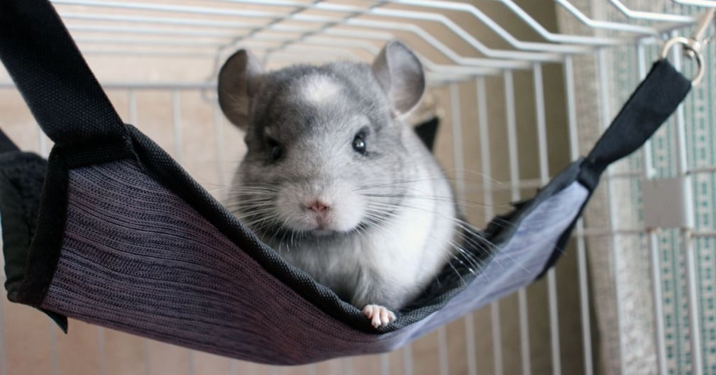 Chinchilla