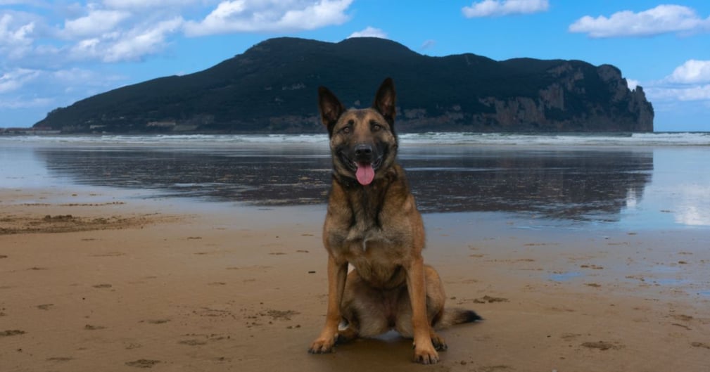 Un Berger Belge Malinois et sa maîtresse à la rescousse