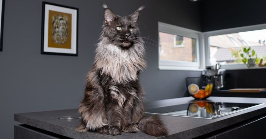 main coon black smoke