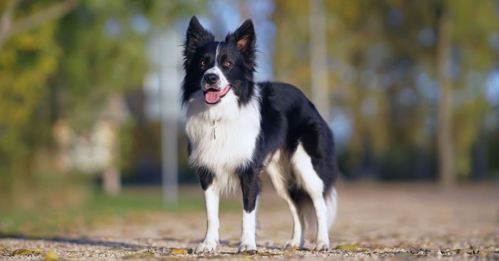 chien taille moyenne 