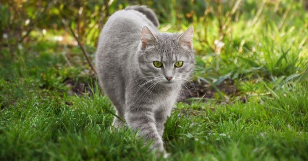  Pourquoi les chats partent et ne reviennent jamais ?