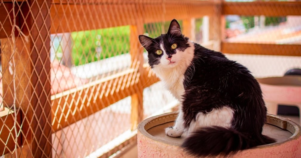 chat sur le balcon