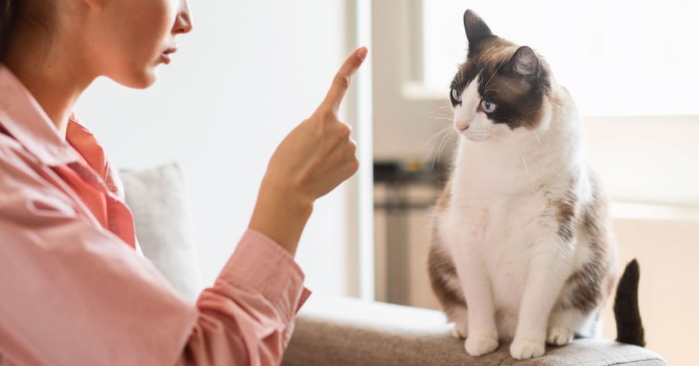 Dire "non" à son chat 