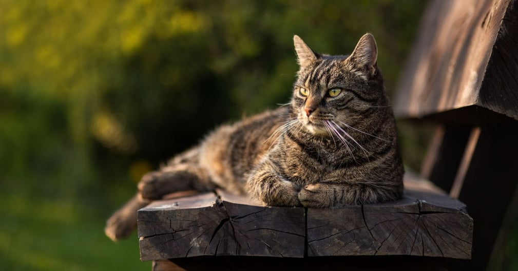 chat européen 