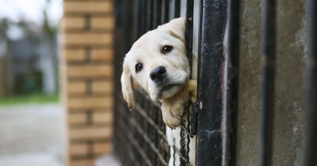 chien abandonné