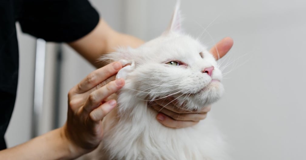 chat chaud aux oreilles