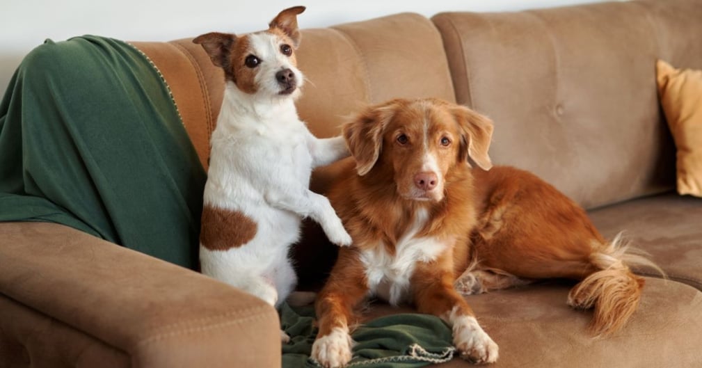 cohabitation des chiens 