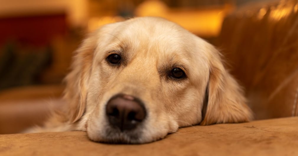 les yeux tristes du chien