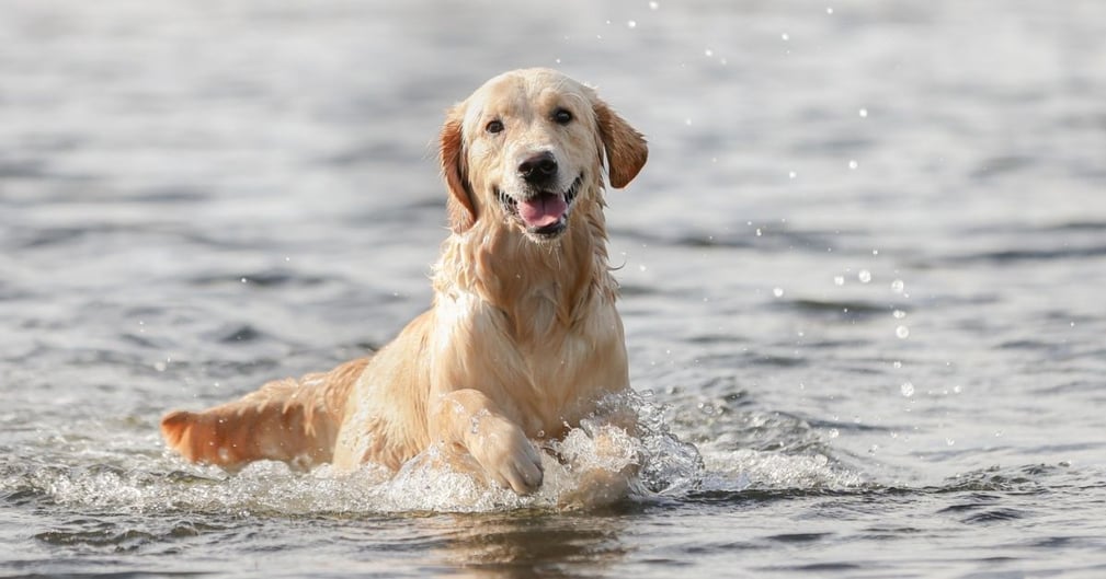 chien dans l'eau 