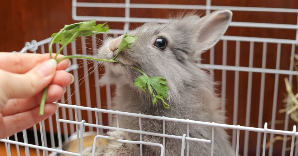 Aliments toxiques lapin