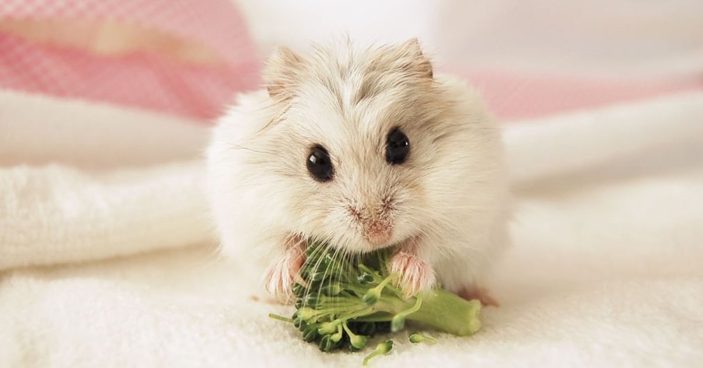 Hamster mange du brocoli 