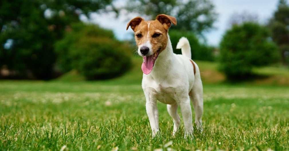 Jack Russell Terrier