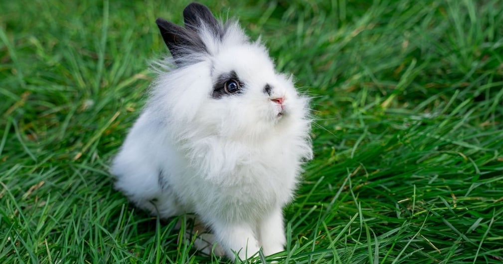 comment éduquer un lapin