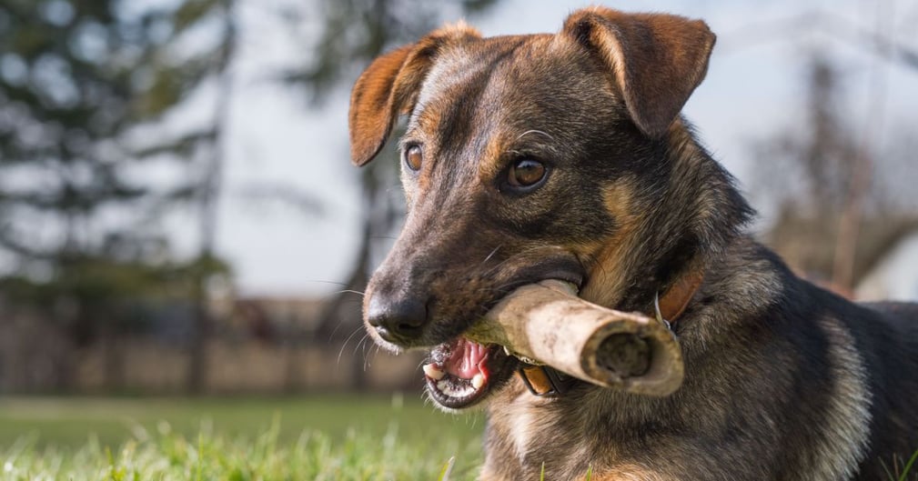 os pour chien