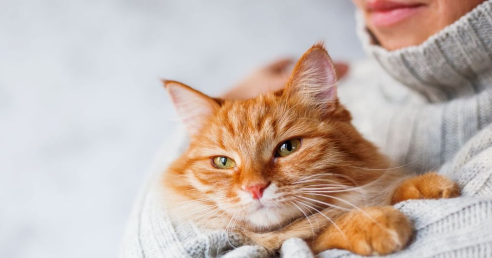 Les chats se soucient-ils de leurs maitres ? 