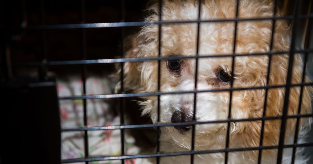 Le caniche errant qui refusait l'aide des secouristes