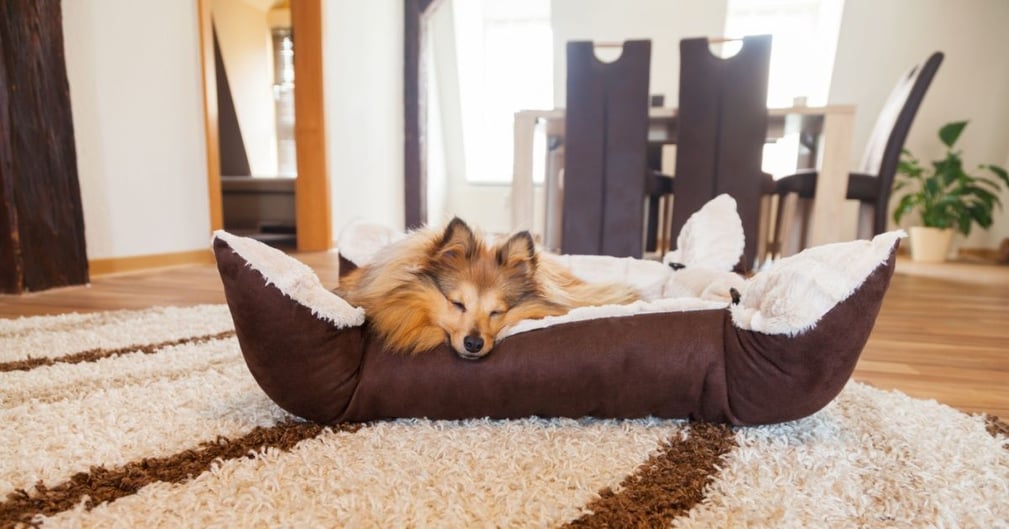 chien qui dort dans son panier, dans le salon