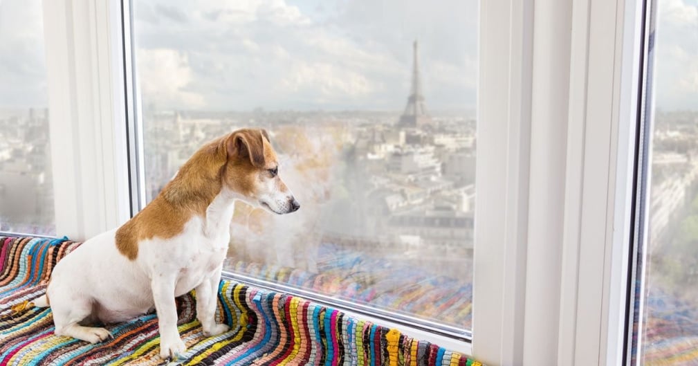 Pendant les JO de Paris, il est conseillé de prendre en compte le bien-être des chiens.