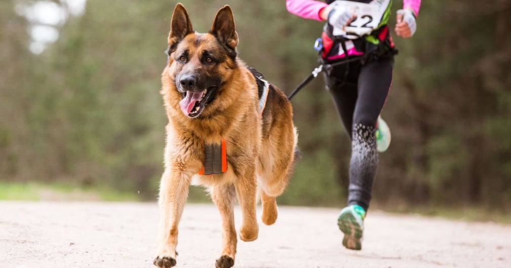 races de chiens les plus sportifs 