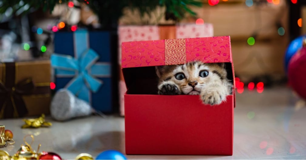 Peut-on offrir un chat à Noël ?