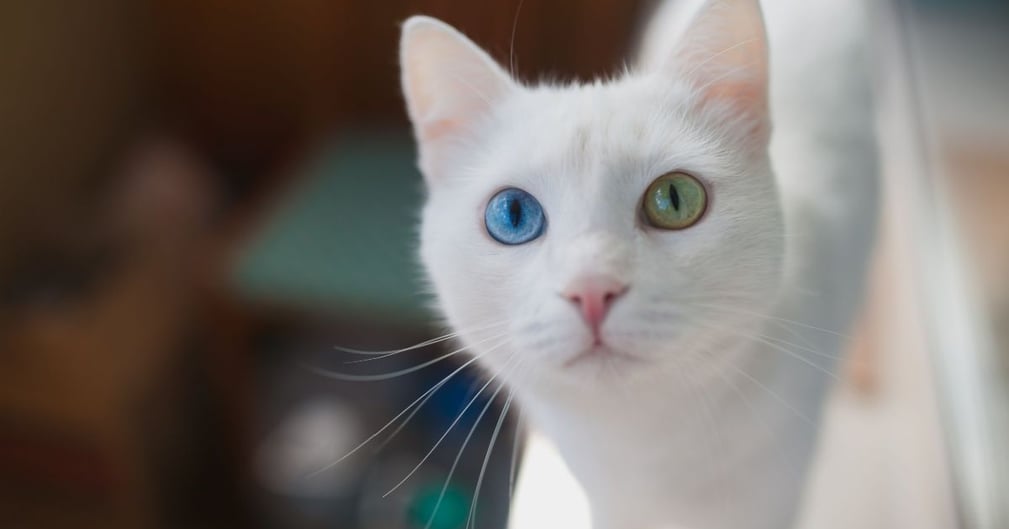 chat yeux vairons