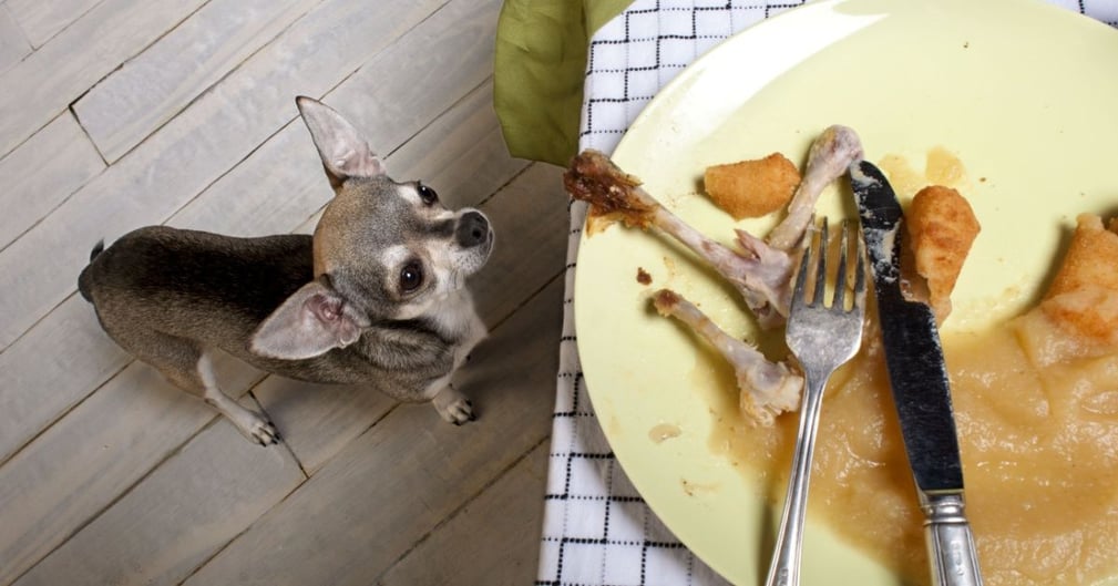 Donner les restes de ses repas à son chien