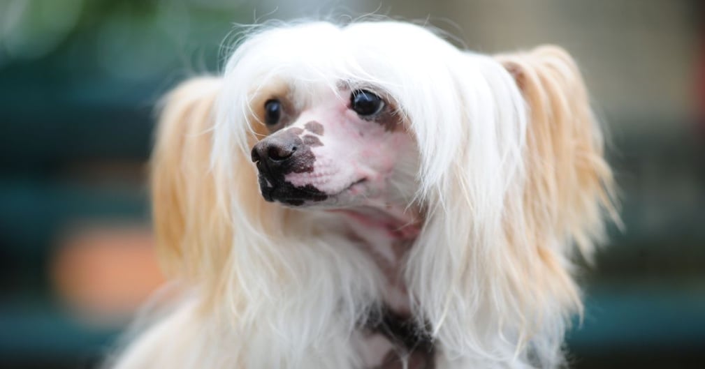 chien chinois à crête