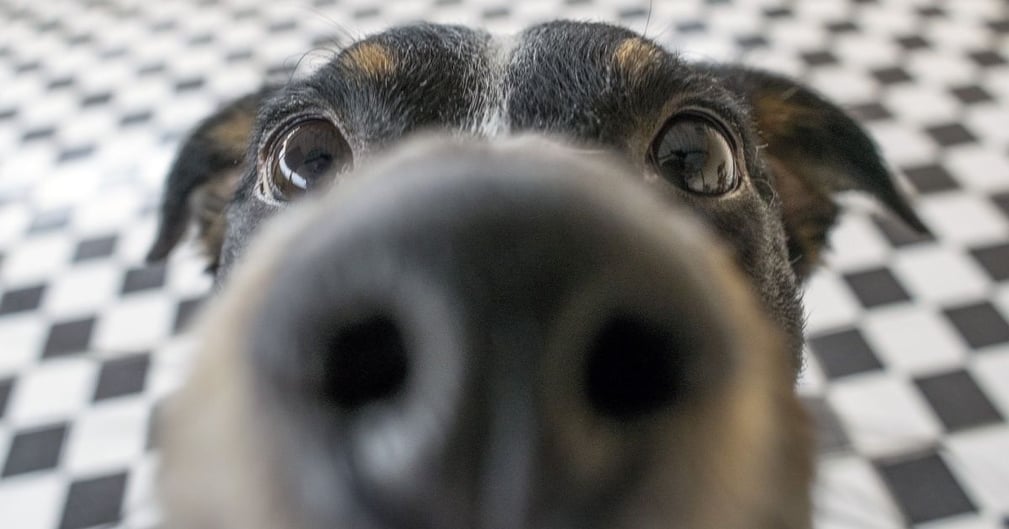 Chien reniflant l'entrejambe d'une personne dans un parc ensoleillé, exprimant curiosité et interaction joyeuse.