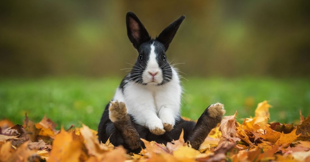 choses à savoir sur les lapins