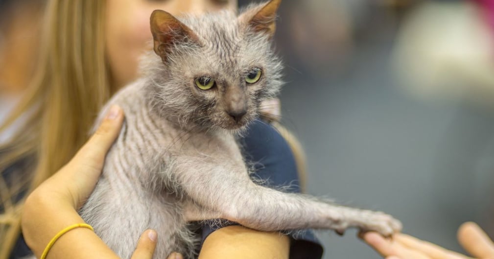 Chat Lykoi