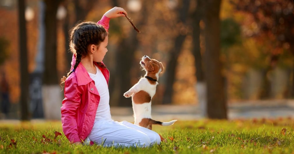 Chien coyote et petite fille