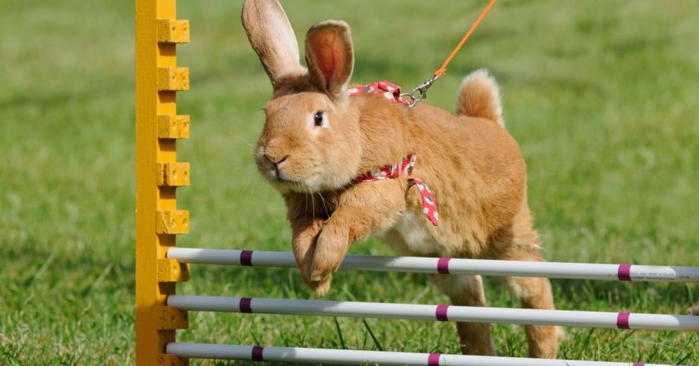 sport lapin nain