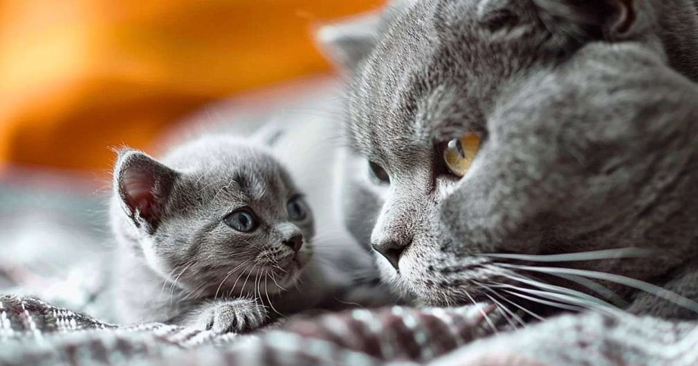 Chat aboie pour protester contre un chaton