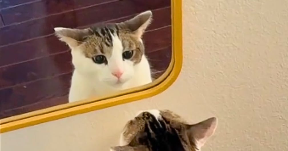 Un chat tigré gris et blanc, Butters, réagissant à son reflet dans un miroir