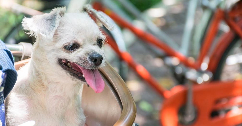 Un humain et un chien à vélo