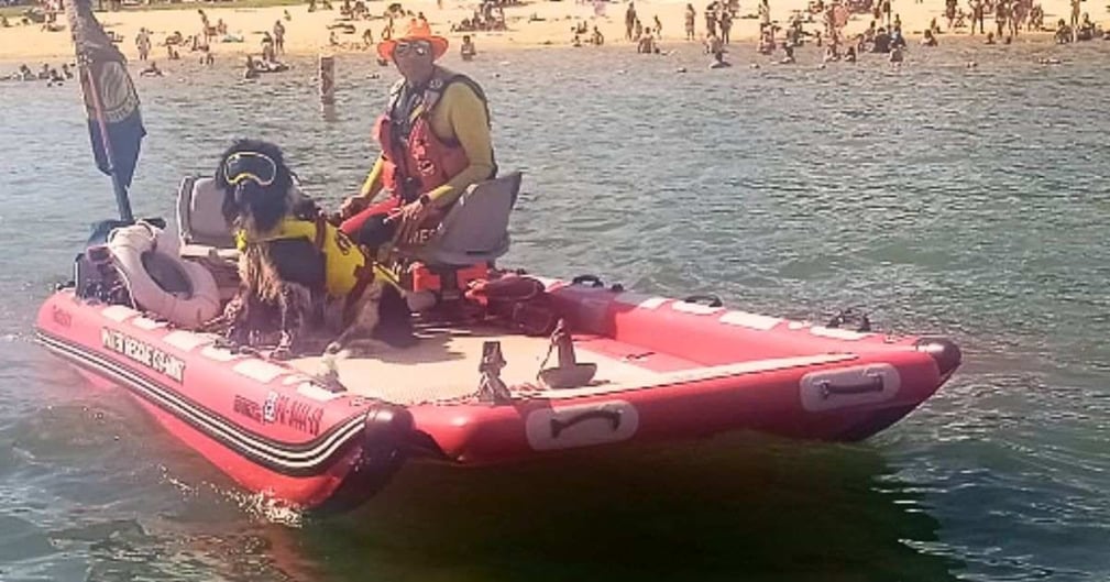 Une chienne de sauvetage sauvant deux jet-skieurs en détresse lors de sa première patrouille.