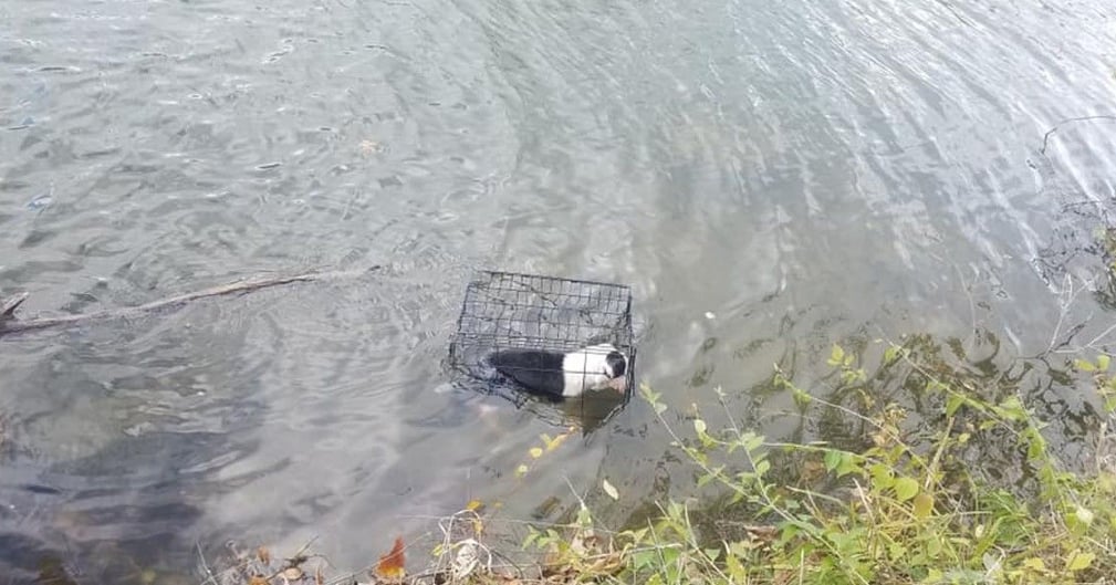 Un chiot abandonné dans une cage sur un lac