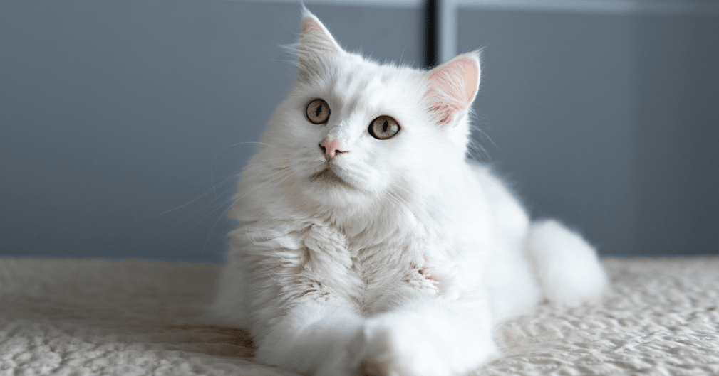 chat angora