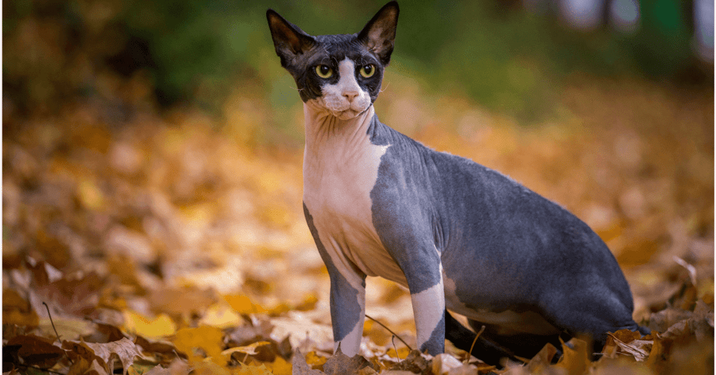 chat sphynx