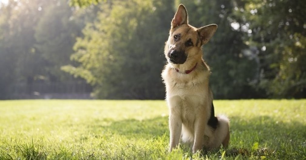 Chien qui penche la tête sur le côté