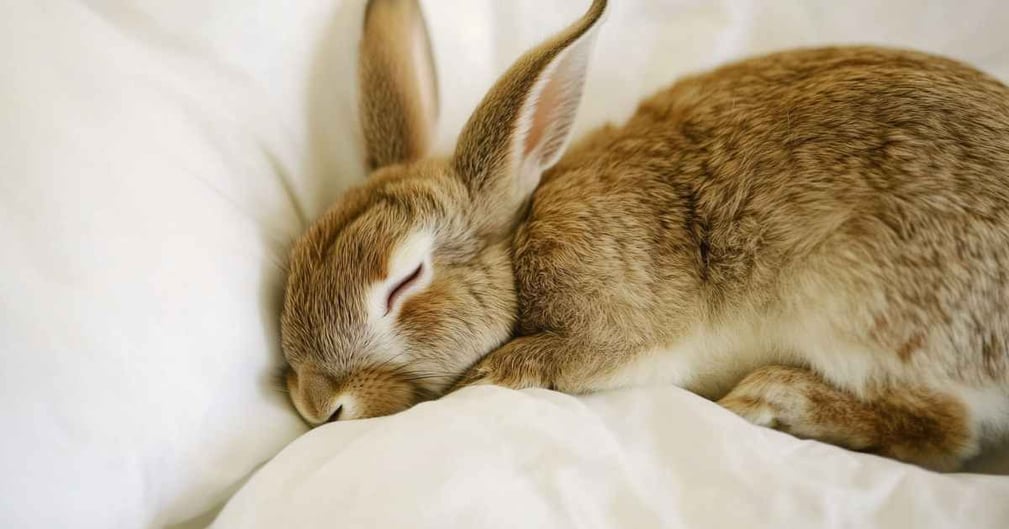 comment dort un lapin