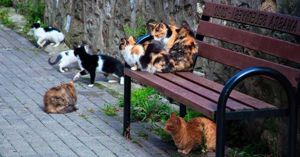 île japonaise où les chats sont plus nombreux que les humains et sont vénérés