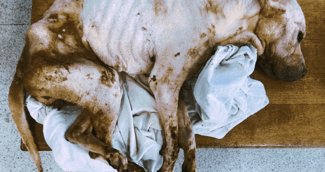 Chien triste enfermé dans un cagibi, regard suppliant, scène émotive de sauvetage