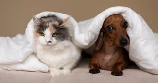 Chiens et chats