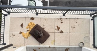 Un chien de type berger sauvé d'un balcon en hiver par une association.